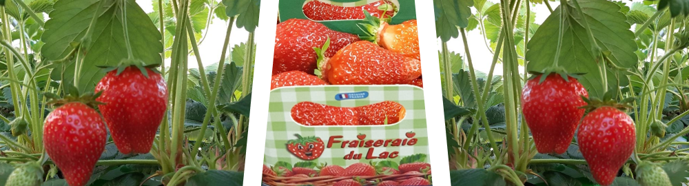 LA FRAISERAIE DU LAC