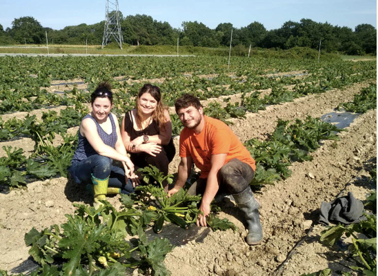 Bio Terre Avenir - SARL Famille  Abillard Maraicher (85)