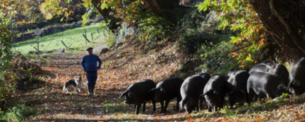 Le Porc Noir de Bigorre AOP (65)