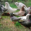 Pigeonneaux Entiers - Moyen Pays De La Loire 410/470gx10