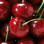 Cerise Rainier (cal24) - 5kg