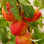 Nectarine Blanche Cal B HVE3 - 4kg