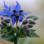 Fleur De Bourrache X15pcs BIO S/AT