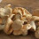 Champignon Pied De Mouton France -3kg