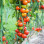 Tomate Cerise Panachée Vrac Espagne - 3kg