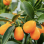 Kumquat Afrique Du Sud - 2Kg