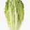 Salade Romaine X6 FRANCE