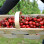 Cerise BURLAT +24 CAT 1 FR Extra -1KG