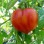 Tomate Coeur De Boeuf ROUGE France Plateau ~15P