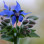 Fleur De Bourrache X30pcs Espagne S/AT