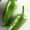 Piment Jalapeno Vert Pays-Bas -2Kg