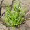 Salicorne Frais France -1Kg