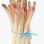 Asperge Blanche Botte 500 Gr 12/16 Pays De La Loire